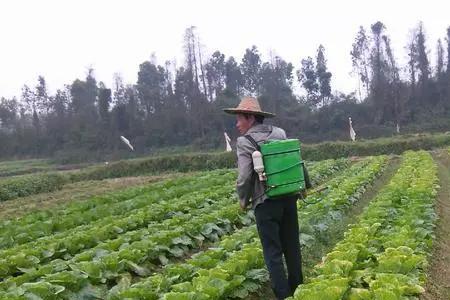 大白菜定苗株距是多少