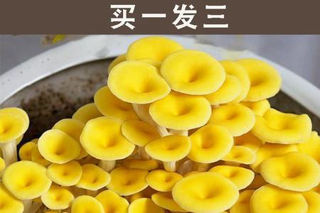 蘑菇菌包可以做养花肥料吗