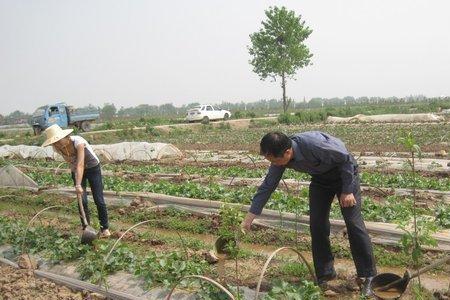 下雨之前菜地能浇粪水吗