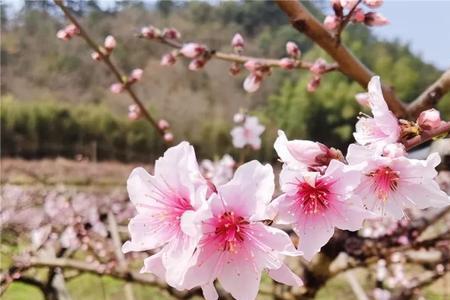 附近桃花最多的地方