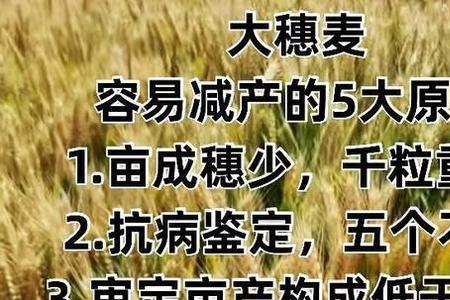 一袋麦子有多少克