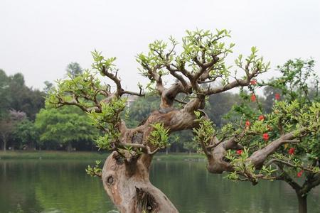 掌中宝石榴盆景如何修剪