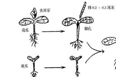 黄瓜苗被风刮断如何接上