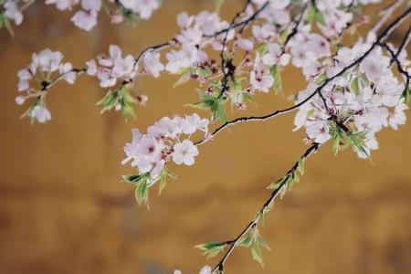 春花夜雨古诗