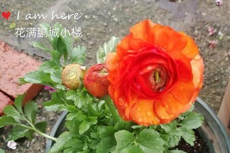 芹菜牡丹怎样修剪