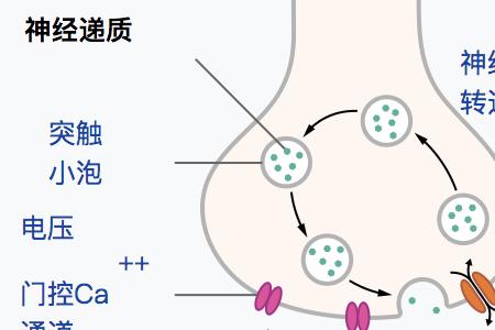 突触囊泡是突触小泡吗