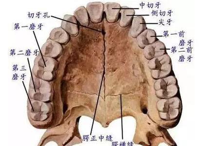 儿童下排牙共多少颗