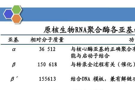 rna合成产不产生水