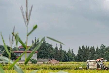 什么的田野里填空