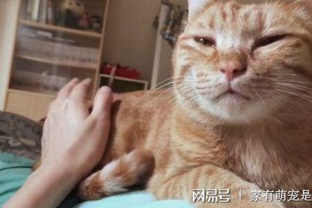 猫拍头什么意思