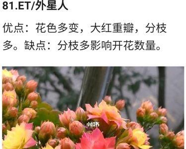 超级女神长寿花品种