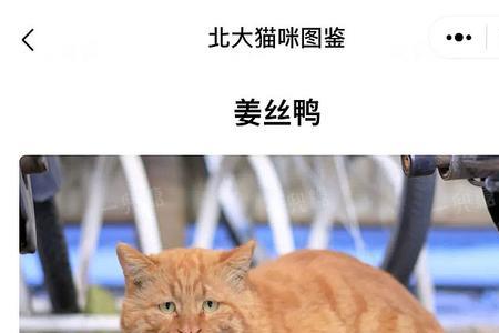 北大猫咪图鉴中休学是什么意思