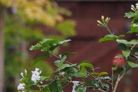 拉丝茉莉花养殖方法