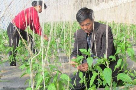 山西辣椒种植时间和方法