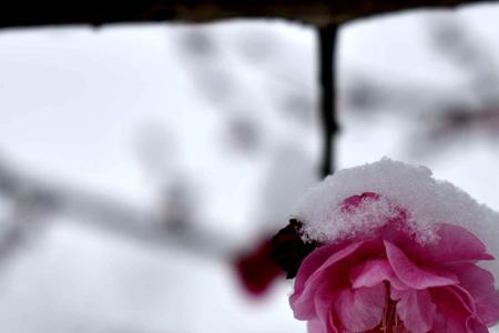 梅雪为什么是争春而不是争冬