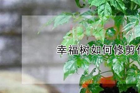 夏季幸福树怎么修剪