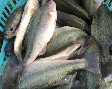 池塘淡水鲈鱼寻食时间