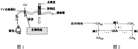 细胞质基质能合成淀粉么