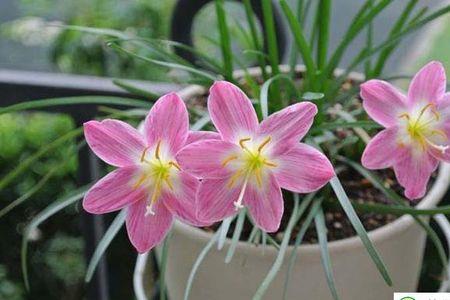 重瓣风雨兰开花期是多久