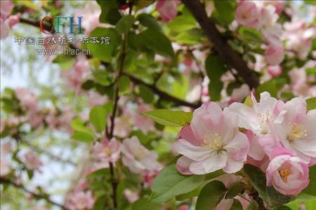 西府海棠能种在大门口吗