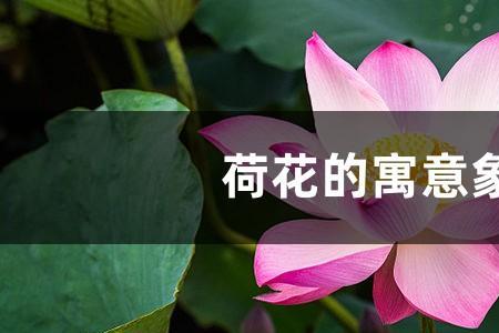 红牛荷花什么意思