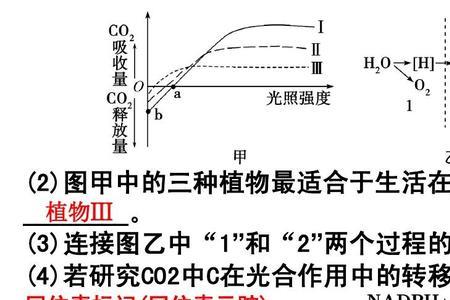 光合作用属于什么变化