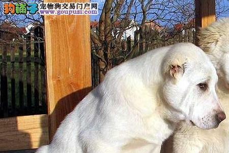 东北牧羊犬怎么选