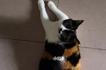 猫咪满背什么意思