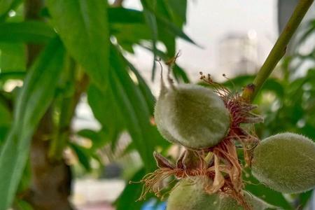 桃树一年花芽分化几次