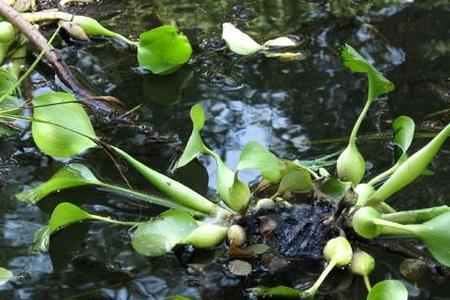 怎么给野生水葫芦消毒