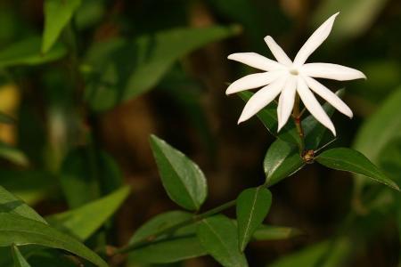 青藤花的花语和寓意