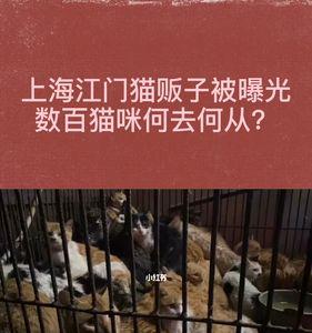 猫贩子什么时候抓猫