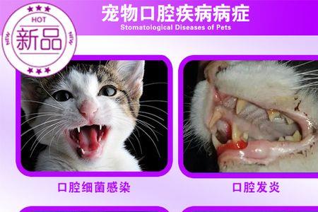 猫咪口腔溃疡还拉肚子怎么办