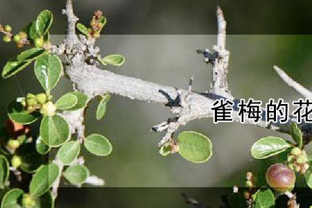 雀梅开什么花