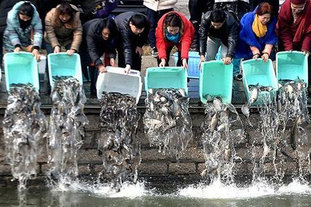 放生的鱼在水中绕圈是什么意思