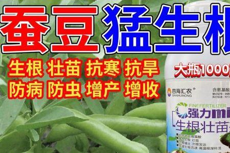 蚕豆开花期打什么农药