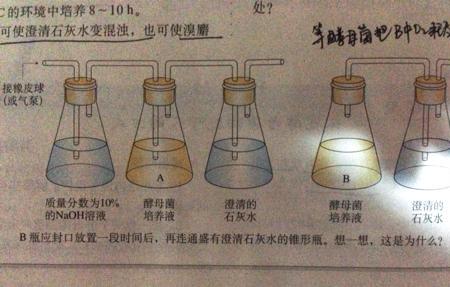 酵母菌繁殖消耗氧气吗