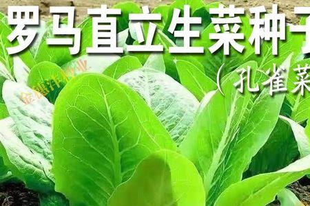 大罗马直立生菜怎么种