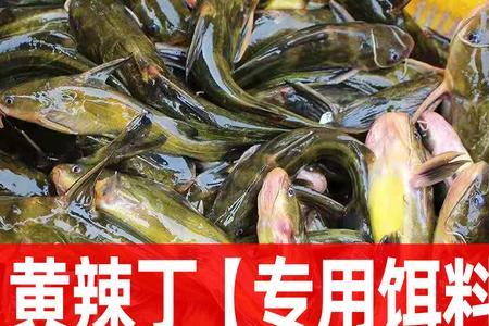 半咸水钓黄翅鱼用什么饵料