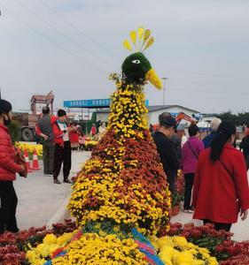 2022年爱菊菊花展时间