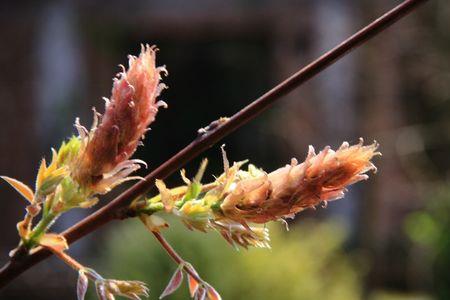 枯木逢春花自开下一句