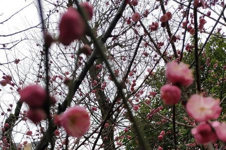 春夏秋冬万卉千花四季予你意思