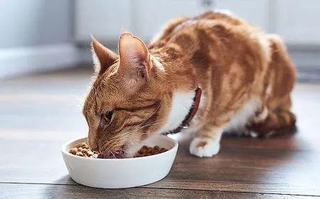 猫咪消化食物需要多久