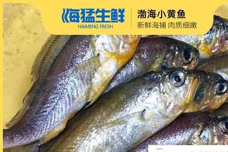 渤海钓黄鱼最佳时间