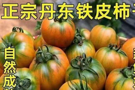 丹东油柿子几月份成熟