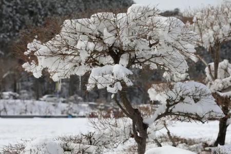 春雪描写的景物有哪些