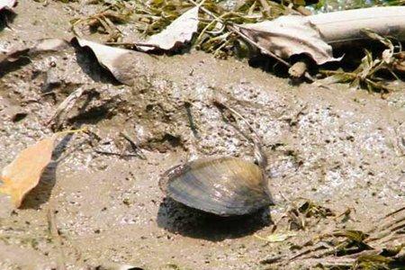 鳑鲏借助河蚌繁殖河蚌会死吗