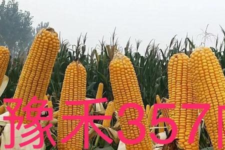 豫中豫99夏播生长期是多少