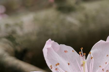 摘桃花是摘花还是花苞