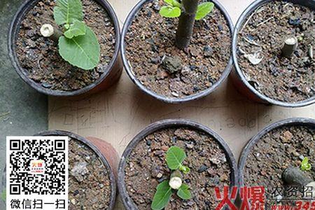 种植无花果种子怎么育苗